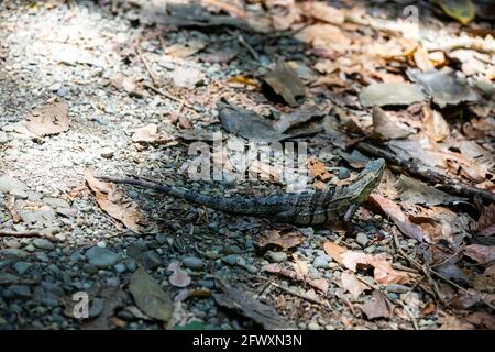 Ctenosaura similis, allgemein bekannt als schwarzer Stachelschwanziguan, schwarzer Leguan oder schwarzer Ctenosaur in Costa Rica Stockfoto