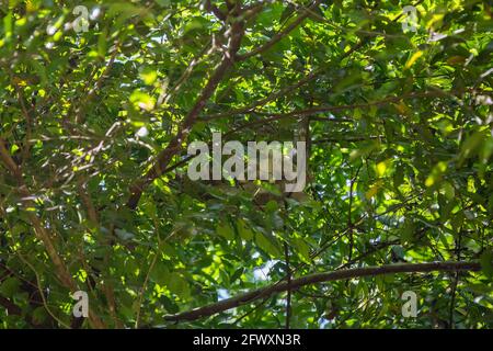Mutter und Baby-Braunkehlchen-Dreizehen-Faultier (Bradypus variegatus) Im Baumkronen von Costa Rica