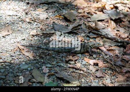 Ctenosaura similis, allgemein bekannt als schwarzer Stachelschwanziguan, schwarzer Leguan oder schwarzer Ctenosaur in Costa Rica Stockfoto