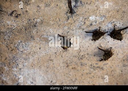 Die Proboscis Fledermaus (Rhynchonycteris naso) bekannt als (brasilianische) langnasige Proboscis, scharfnasige und Flussfledermaus im Damas Island Mangrovenwald in Quesp Stockfoto