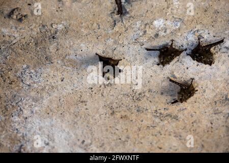 Die Proboscis Fledermaus (Rhynchonycteris naso) bekannt als (brasilianische) langnasige Proboscis, scharfnasige und Flussfledermaus im Damas Island Mangrovenwald in Quesp Stockfoto