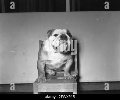 RAI Internationale Hundeausstellung. Englische Bulldogge von J. Fris, erster Preis, 15. April 1956, Hundeausstellungen, Niederlande, Presseagentur des 20. Jahrhunderts Stockfoto