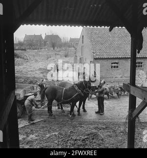 Wasserscheide Erholung Rozenburg, 23. Februar 1953, Niederlande, 20. Jahrhundert Presseagentur Foto, Nachrichten zu erinnern, Dokumentarfilm, historische Fotografie Stockfoto