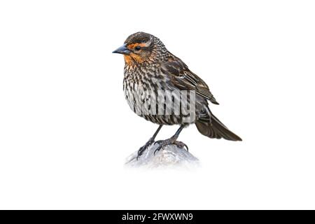 Rotflügeliger Amsel, (Agelaius phoeniceus), weiblicher Ausschnitt, auf weißem Hintergrund Stockfoto