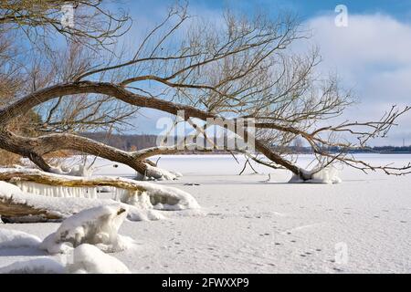 Bäume auf dem zugefrorenen Barleber See bei Magdeburg in Winter Stockfoto