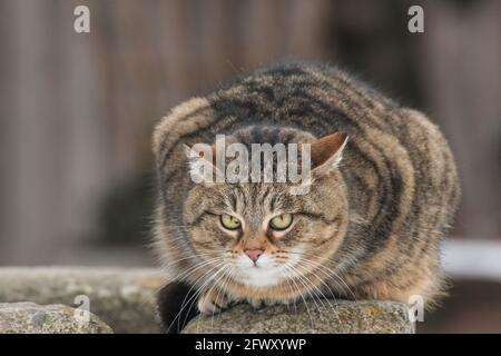 Porträt einer gestreiften Farmkatze im Freien Stockfoto