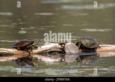 Mehrere bemalte Schildkröten sonnen sich auf einem Baumstamm an der National Elk and Bison Range in Montana. Stockfoto