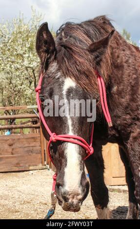 Ein älterer bayerischer Warmblutwallach mit verknoteten Halfter schaut in die Kamera Stockfoto