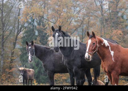 Drei Bauernpferde vor einem herbstlichen Hintergrund mit einer Aurochse im Hintergrund Stockfoto