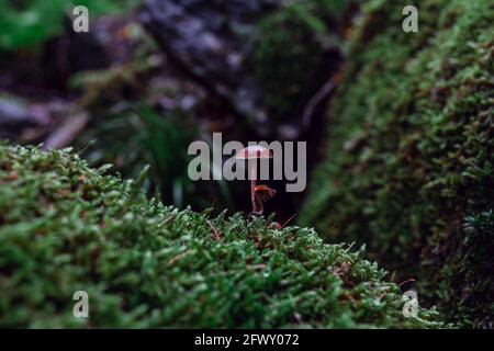 Colse-up von kleinen Pilzen in einem Wald Stockfoto