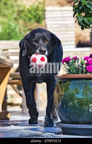Ein älterer schwarzer labrador Retriever holt sich einen Ball Stockfoto