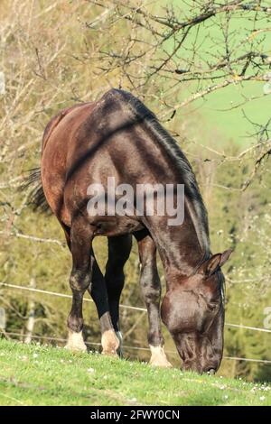 Porträt eines grasenden schwarzen Nonius-Warmblutpferdes Stockfoto