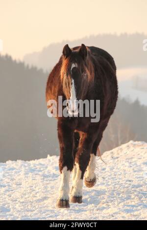 Ein älteres bayerisches Warmblut, das auf Schnee läuft Stockfoto