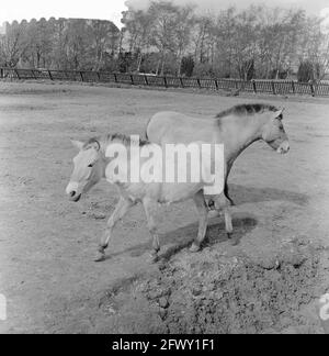 Familie Przewalski draußen auf der Laufwiese im Blijdorp Zoo, 14. April 1961, Tiergärten, Niederlande, Presseagentur des 20. Jahrhunderts, Foto, ne Stockfoto