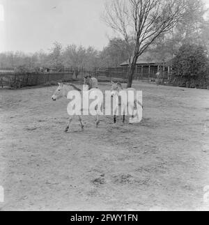 Familie Przewalski draußen auf der Laufweide im Blijdorp Zoo, 14. April 1961, Tierhaine, Niederlande, Foto der Presseagentur des 20. Jahrhunderts, neu Stockfoto