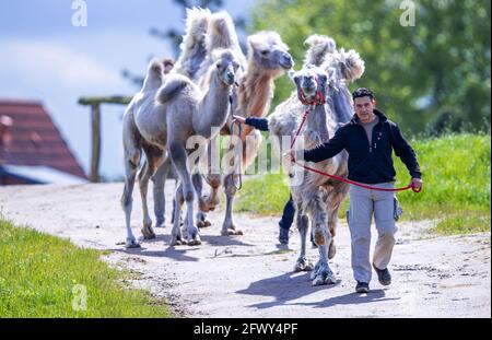 21. Mai 2021, Mecklenburg-Vorpommern, Sternberg: Der Betreiber Jens Kohlhaus und seine Helfer führen eine Gruppe baktriischer Kamele auf das weitläufige Fahrerlager auf der Kamelfarm Sternberger Burg. Die seit Monaten laufenden Corona-Maßnahmen verursachen für Kamelhof wirtschaftliche Not. Der Bauernhof mit 200 exotischen Haus- und Nutztieren bietet Safaris mit Dromedaren, Hafern, Alpakas und sogar Wölfen für Schulklassen oder Familien. Wenige Wochen vor Beginn der Sommerferien hat der Familienbetrieb keine einzige Buchung. (Zu dpa 'Corona Maßnahmen bringen Kamelfarm in Not - cl Stockfoto