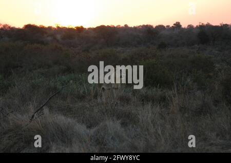 Weibliche Löwen, Panthera leo, bei Sonnenuntergang, Kruger Nationalpark, Mpumalanga, Südafrika Stockfoto