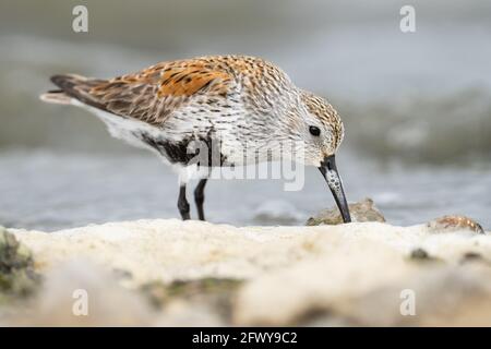 Ein Dunlin stochelt seine Rechnung in einen Schaum am See, auf der Suche nach einer Mahlzeit im Reesor Pond in Markham, Ontario. Stockfoto