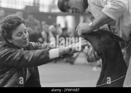 Pedigree Hundeausstellung Gewinner in RAI in Amsterdam; Zähne von Dobberman werden untersucht, 3. Dezember 1988, Hunde, Ausstellungen, Niederlande, 20. Jahrhundert Stockfoto