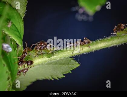 Nahaufnahme von Ameisen, die eine Herde Blattläuse hüten Auf einem Baumzweig Stockfoto