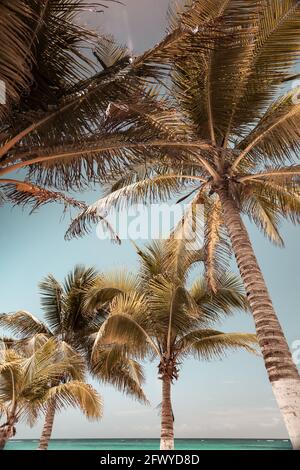 Bild im Vintage-Stil von Palmen am Strand, Urlaubsstimmung, erstaunliche karibische Inseln Stockfoto