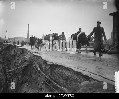 Ouderkerk aan de IJssel, Gouda und Umgebung. Kühe werden über einen stark beschädigten Deichkörper geführt, 1. Februar 1953, Niederlande, Foto der Presseagentur des 20. Jahrhunderts, zu erinnerende Nachrichten, Dokumentarfilm, historische Fotografie 1945-1990, visuelle Geschichten, Menschliche Geschichte des zwanzigsten Jahrhunderts, Momente in der Zeit festzuhalten Stockfoto