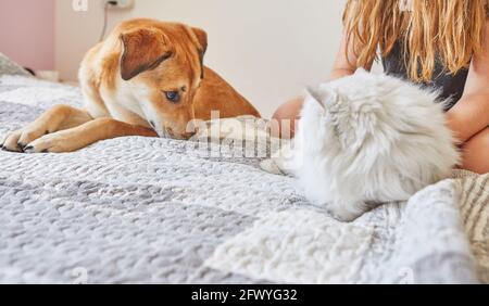 Weiße britische Katze und großer niedlicher Hund mit Ingwer sitzen auf Das Bett nebeneinander Stockfoto