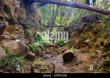 Wanderer, der durch das Schneiden auf der nicht mehr genutzten Straßenbahn auf Box geht Velle Walking Track Mittagong NSW Australien Stockfoto