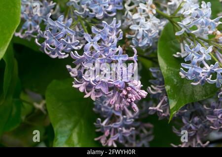 Syringa vulgaris, gemeine Fliederblüte mit Tau-Tropfen, die selektiven Fokus abschmilzen Stockfoto