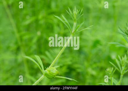 Galium aparine, Anhalter, Spalten in Waldnähe selektiver Fokus Stockfoto