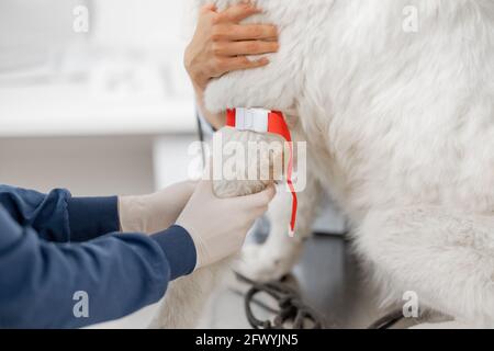 Tierarzt nimmt Blut aus der Pfote eines Hundes mit einer Spritze zur Analyse. Veterinärkonzept. Tierpflege und analysieren gesund des Hundes. Stockfoto