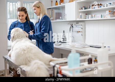 Tierärztinnen untersuchen großen Hund, der in der Tierklinik auf dem Tisch liegt. Tiergesundheit und medizinisches Konzept. Stockfoto