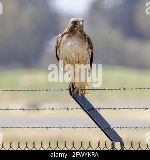 Der Rotschwanzhack thront auf einem Stacheldrahtzaun. Palo Alto Baylands, Santa Clara County, Kalifornien, USA. Stockfoto