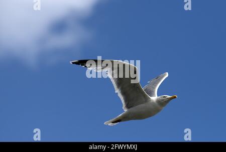 Rotterdam, Niederlande. Mai 2021. Eine Möwe fliegt unter blauem Himmel über den Maas. Quelle: Soeren Stache/dpa-Zentralbild/dpa/Alamy Live News Stockfoto