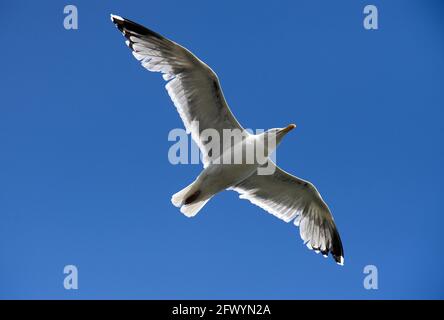 Rotterdam, Niederlande. Mai 2021. Eine Möwe fliegt unter blauem Himmel über den Maas. Quelle: Soeren Stache/dpa-Zentralbild/dpa/Alamy Live News Stockfoto