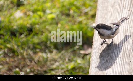 Vögel, Nahaufnahme Vögel Fotografie, kleine Vögel, Vogel Stockfoto