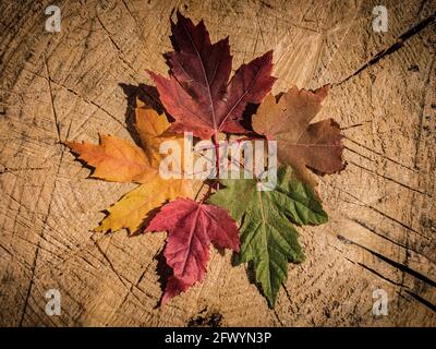 Maple Leaf Canada Flaggensymbol Stockfoto