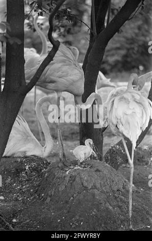 Roter Flamingo, geboren in Artis. Mutter mit jungen, 4. Juli 1968, Flamingos, Mütter, Niederlande, Presseagentur des 20. Jahrhunderts, Foto, Nachrichten zum erinnern, Dokumentarfilm, historische Fotografie 1945-1990, visuelle Geschichten, Menschliche Geschichte des zwanzigsten Jahrhunderts, Momente in der Zeit festzuhalten Stockfoto