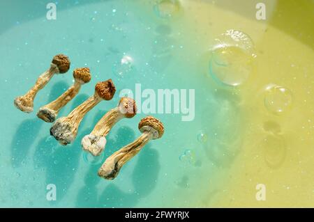 Psilocybin-Pilze auf blauem Hintergrund. Psychedelische Zauberreise, kosmisches Bewusstsein. Getrockneter Psilocybe Cubensis Golden Teacher in Reihe, isoliert, flach Stockfoto