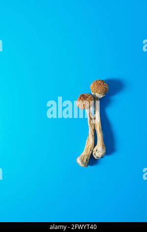 Trockene Psilocybin-Pilze auf hellblauem Hintergrund. Psychedelischer Zauberpilz Golden Teacher. Medizinische Verwendung. Mikrodosierkonzept. Stockfoto