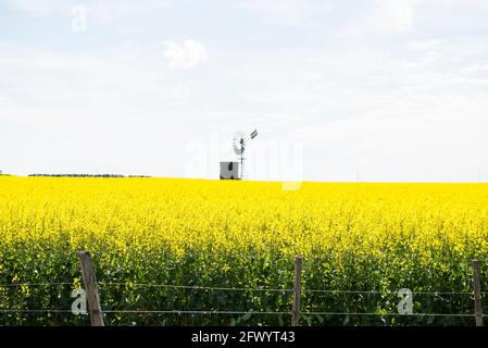 Raps in Blüte, Western Victoria, Australien Stockfoto