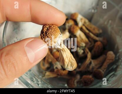 Psilocybe Cubensis Pilze in der Hand des Menschen. Psilocybin psychedelische Zauberpilze Golden Teacher. Draufsicht, flach liegend. Mikrodosierkonzept. Stockfoto