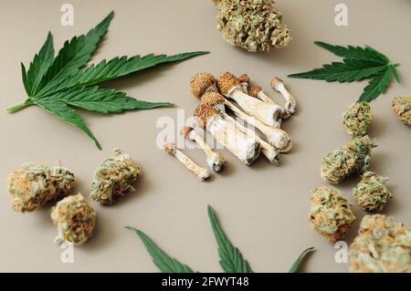 Psychedelischer Ausflug, CBD-Erholung. Mikrodosierkonzept. Getrocknete Psilocybe-Pilze, Cannabisknospen, Marihuanablätter auf Elfenbeingrund. Stockfoto