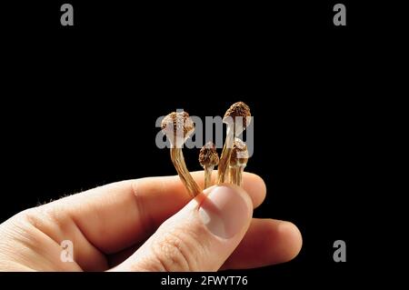 Psilocybin-Pilze in der Hand des Mannes auf schwarzem Hintergrund. Psychedelische Zauberreise. Getrocknete essbare Pilze Golden Teacher. Medizinische Verwendung. Mikrodosierung Konz Stockfoto