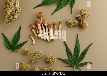 Psychedelischer Ausflug, CBD-Erholung. Mikrodosierkonzept. Getrocknete Psilocybe-Pilze und Cannabisknospen auf Elfenbeingrund. Stockfoto