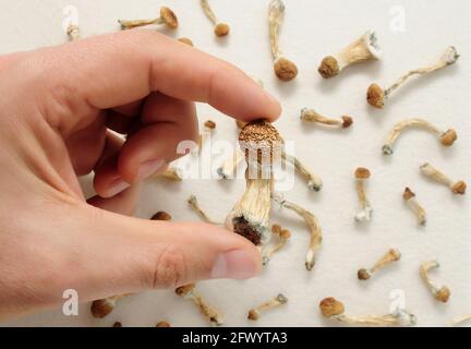 Psilocybe Cubensis Pilze in der Hand des Mannes auf weißem Hintergrund. Psilocybin psychedelische Zauberpilze Golden Teacher. Draufsicht, flach liegend. Mikrodosin Stockfoto