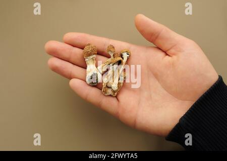 Psilocybin-Pilze in der Hand des Mannes auf braunem Hintergrund. Psychedelische Magie Golden Teacher Pilze. Medizinische Verwendung. Mikrodosierkonzept. Stockfoto