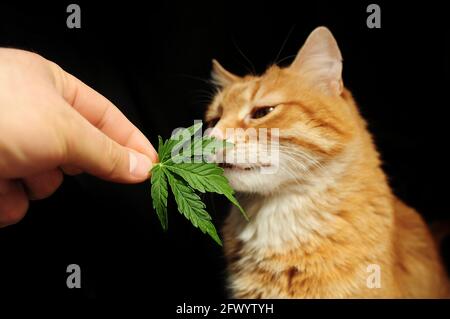 PET-Therapie mit CBD-Öl. Marihuana-Blatt in der Hand des Mannes Nahaufnahme. Schöne Ingwer-Katze auf schwarzem Hintergrund. Stockfoto