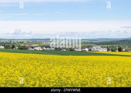 Rapsfeld in der Nähe von Grüningen mit Leihgestern im Hintergrund, Hessen, Deutschland Stockfoto