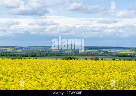 Rapsfeld in der Nähe von Grüningen, Hessen, Deutschland Stockfoto